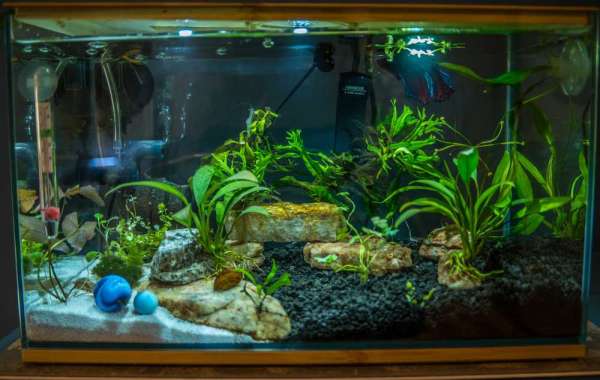 Taking care of Your Aquarium Fish the Right Type of Food